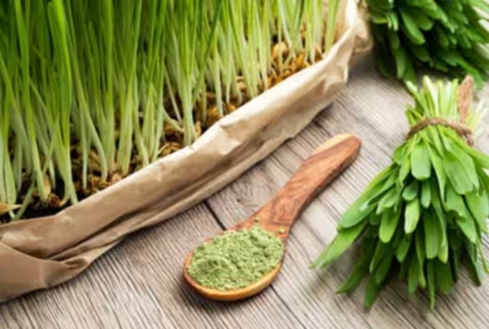 Organic Barley Grass Juice Powder