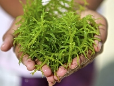 Spirulina